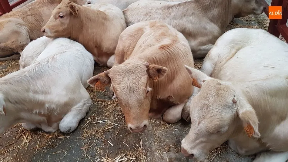 Escasa asistencia de ganado bovino al mercado