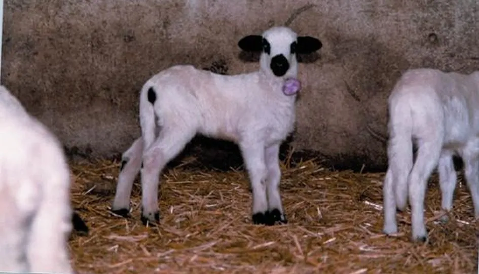 UCCL denuncua que la entrada masiva de lechazos puede ser la puntilla para el sector