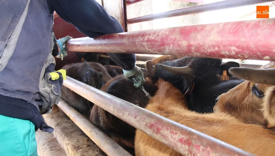 Uno de los temas será el saneamiento del vacuno en extensivo / CORRAL