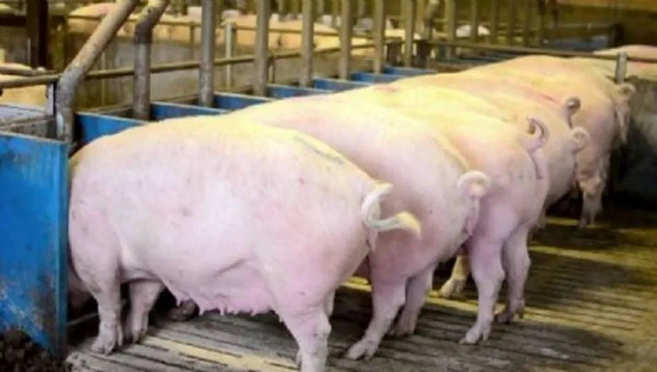 El sector de la alimentación animal importa gran cantidad de materias primas