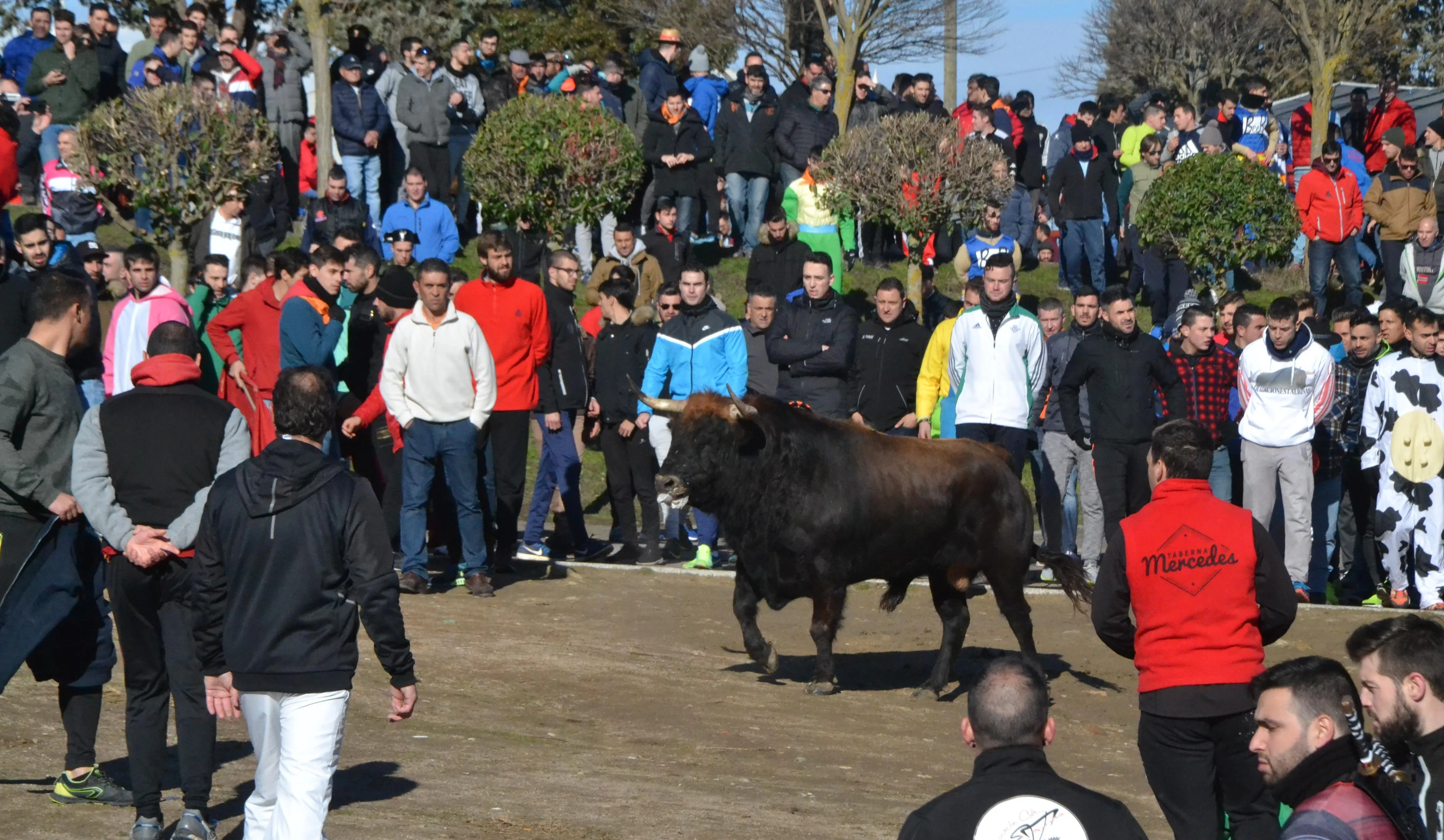 El Toro del Antruejo era difícil de ver en los Pinos entre tantos corredores