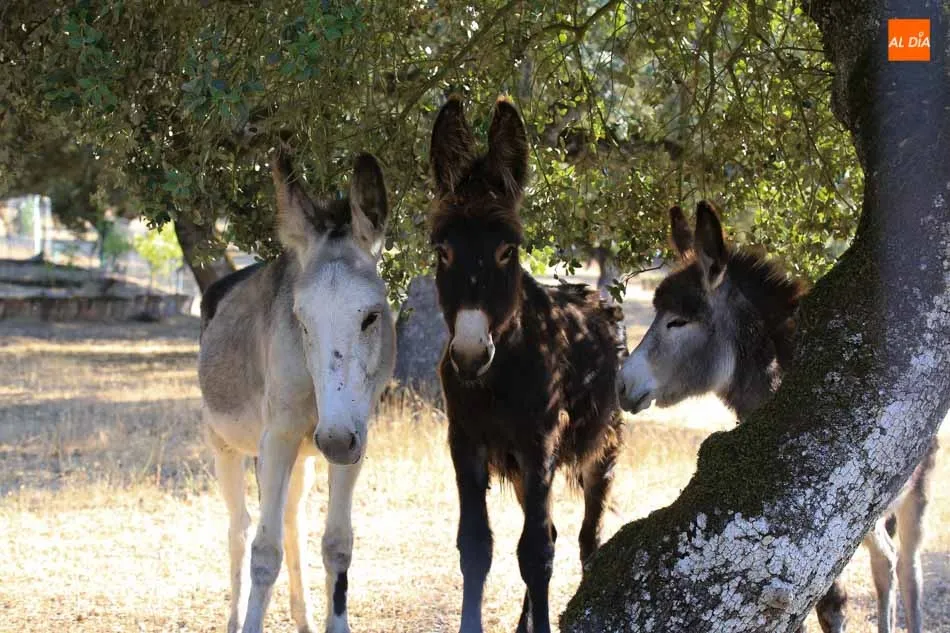 Efecto positivo en el anciano tras el consumo de leche de burra. Foto: Alberto Martín