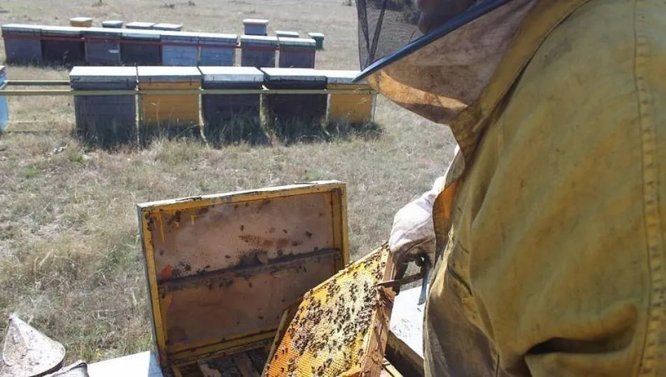 Las mieles de bosque salmantinas tienen singulares propiedades sensoriales