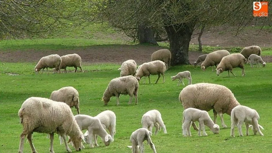 Los objetivos del proyecto son el desarrollo de técnicas de estimulación reproductiva libres de hormonas