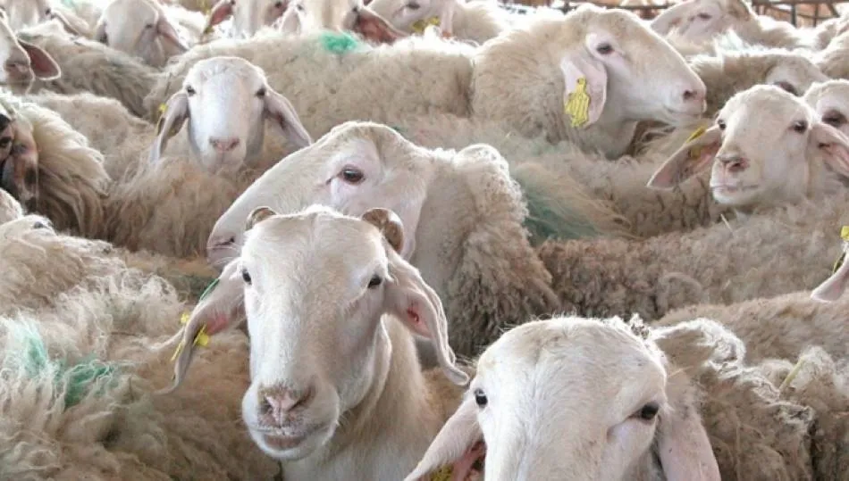 Zamora y Salamanca lideran el censo regional de la cabaña de ovino de leche