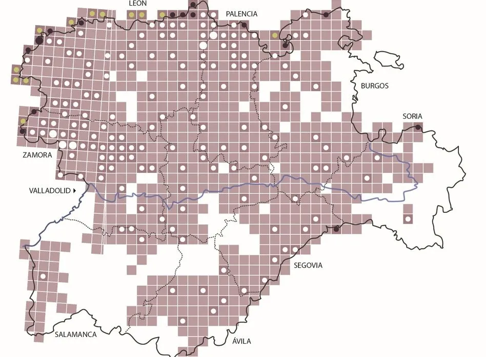 Foto 2 - La poblaci&oacute;n de lobos aumenta un 20% en Castilla y Le&oacute;n en una d&eacute;cada&nbsp;&nbsp;