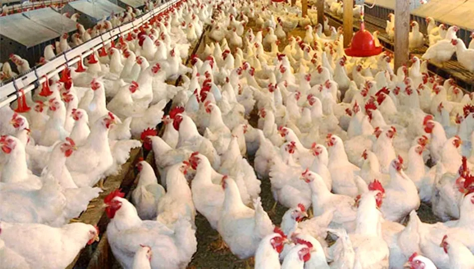 Este miércoles, el Boletín Oficial de Castilla y León (BOCyL) publicará la convocatoria de ayudas que subvencionará las vacunaciones sufragadas por los productores durante este año 2018