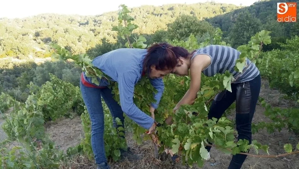 Proteger la salud de los viñedos, una de las investigaciones realizadas en la II convocatoria de ayudas