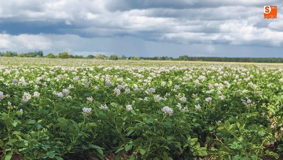 Los ensayos se han realizado con tres variedades de patata en tres localidades
