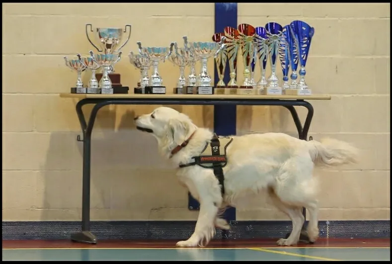 Foto 2 - Chema Mart&iacute;nez se proclama&nbsp;Campe&oacute;n de Espa&ntilde;a de Perros Detectores Deportivos