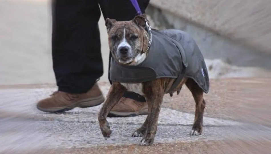 El relato de la madre, tras la agresión del perro, ha variado considerablemente