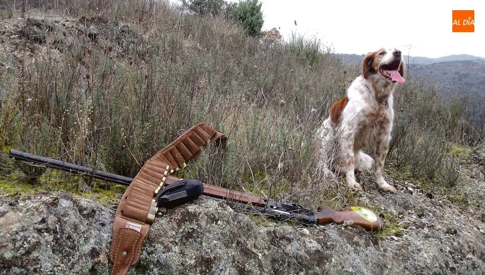 Argo junto a la Franchi y los cartuchos del Remintong en otra jornada de caza por Las Arribes / CORRAL