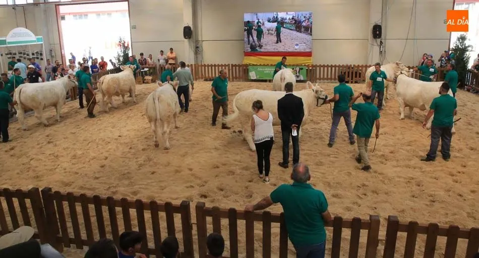 Concurso de charolés en la pasada edición de Salamaq