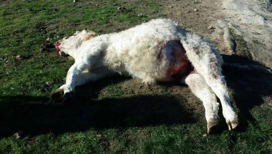 Becerro muerto por el lobo en la zona de Arribes