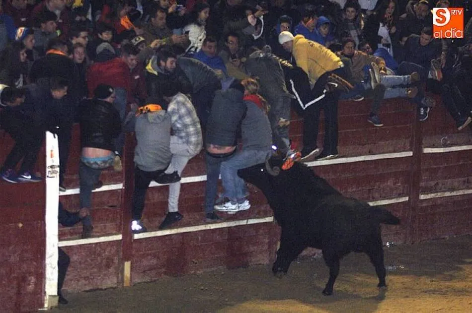 Astado de El Canario en una de las capeas nocturnas del pasado Carnaval