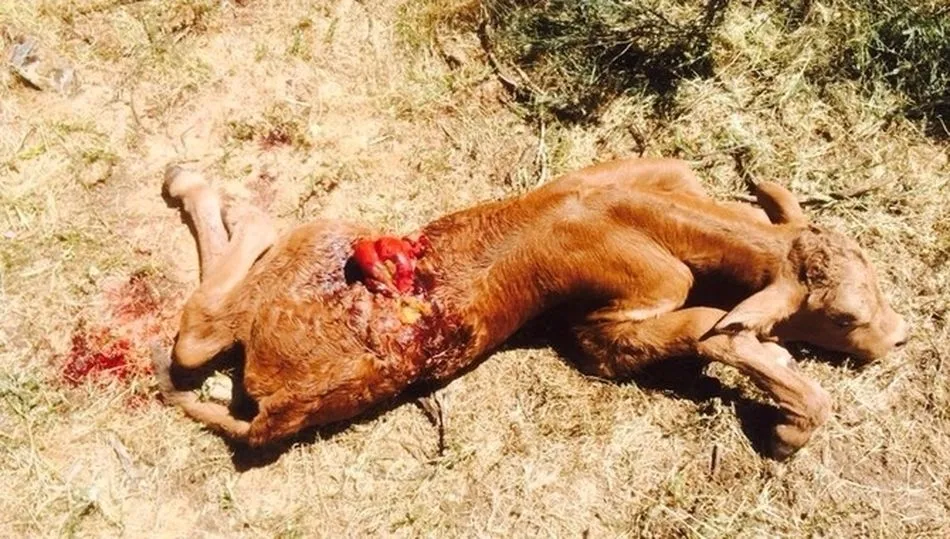 Ternero muerto por buitres en otro ataque anterior en una explotación de San Felices