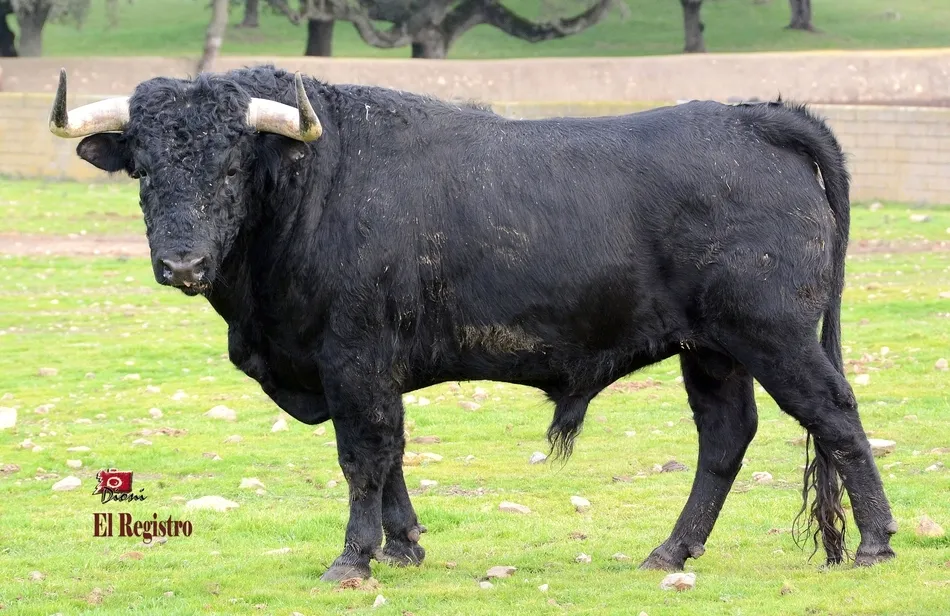 Foto 11 - Desvelada la imagen de los astados de los encierros y capeas del Carnaval 2019  
