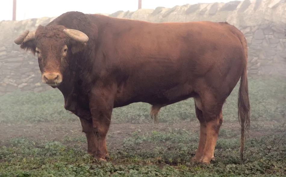 Foto 7 - Desvelada la imagen de los astados de los encierros y capeas del Carnaval 2019  