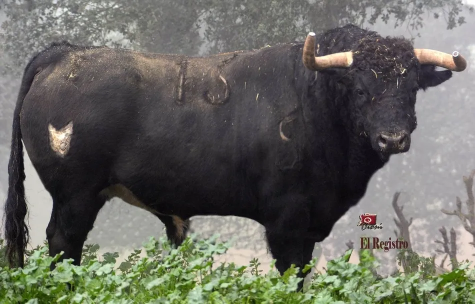Foto 5 - Desvelada la imagen de los astados de los encierros y capeas del Carnaval 2019  