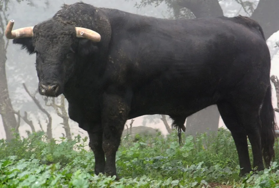 Foto 6 - Desvelada la imagen de los astados de los encierros y capeas del Carnaval 2019  