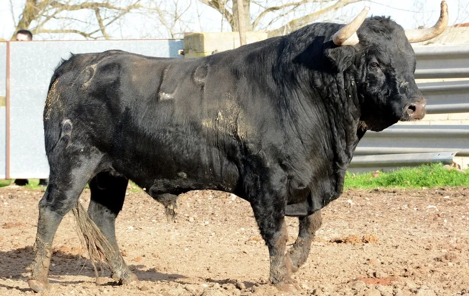 Foto 8 - Desvelada la imagen de los astados de los encierros y capeas del Carnaval 2019  