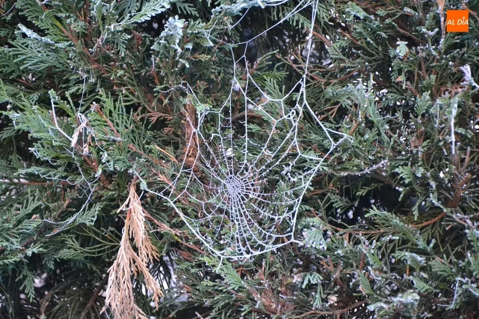 1Foto: Telarañas heladas  