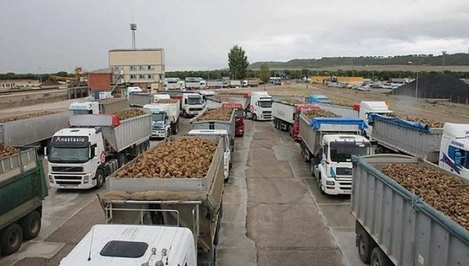 Castilla y León, primera productora de remolacha del país