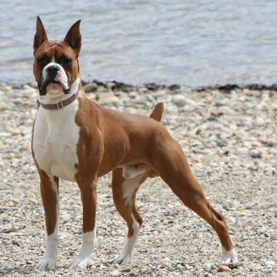 Foto 4 - Leyes de protecci&oacute;n animal  