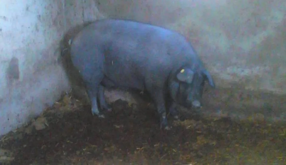 Así de hermoso luce el cebón que será sorteado el domingo en el barrio de El Puente  