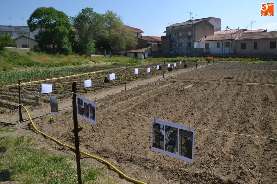 Huerto de Cáritas en las instalaciones de Torroba