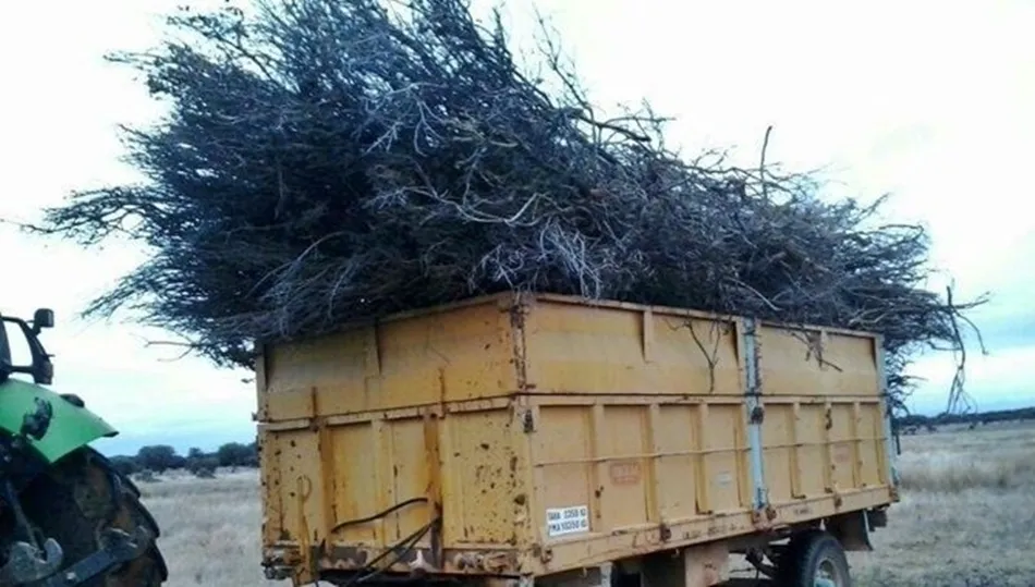 La hoguera de los Santos Mártires volverá a arder en Rollán este año