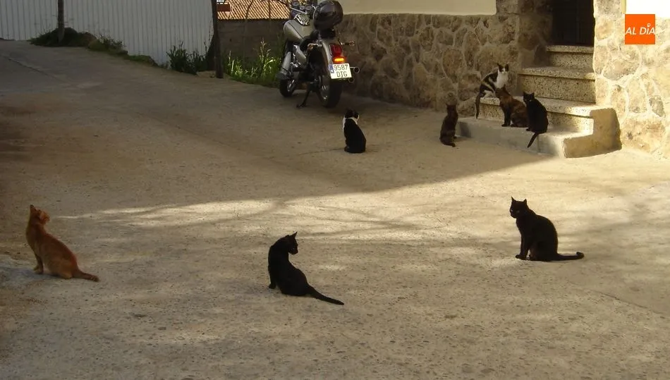 Las colonias de gatos son protegidas en muchas ciudades por razones de salubridad