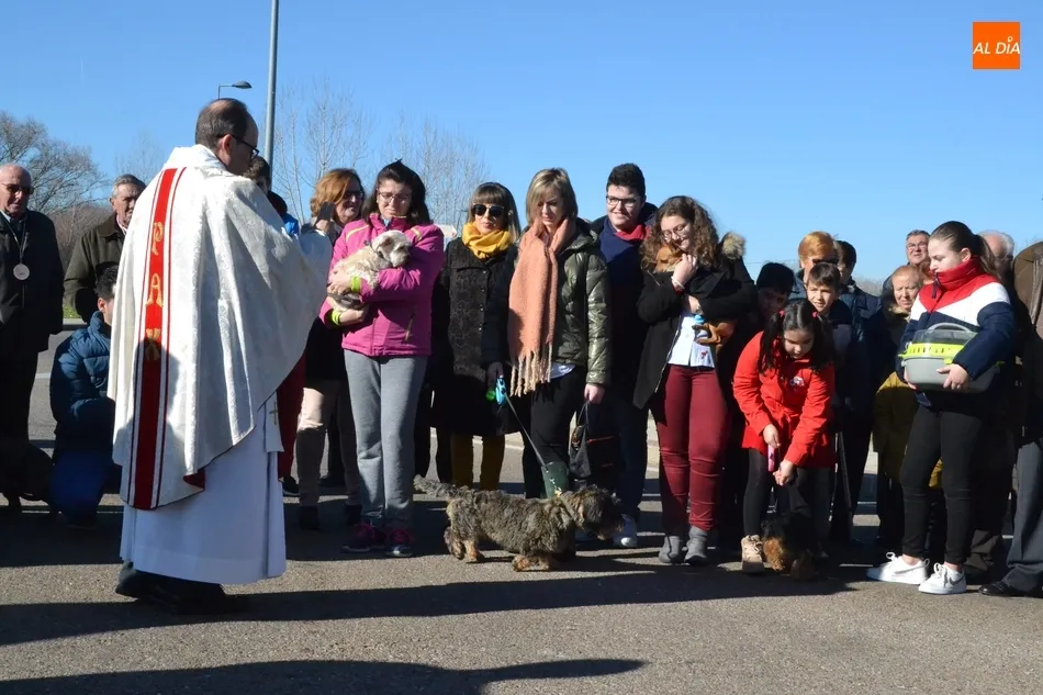 Ocho perros, un gato y un conejo reciben la bendición de San Antón en El Puente  