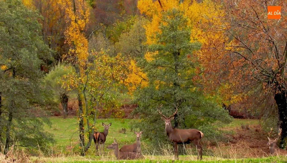 Ciervos de El Bosque de Béjar