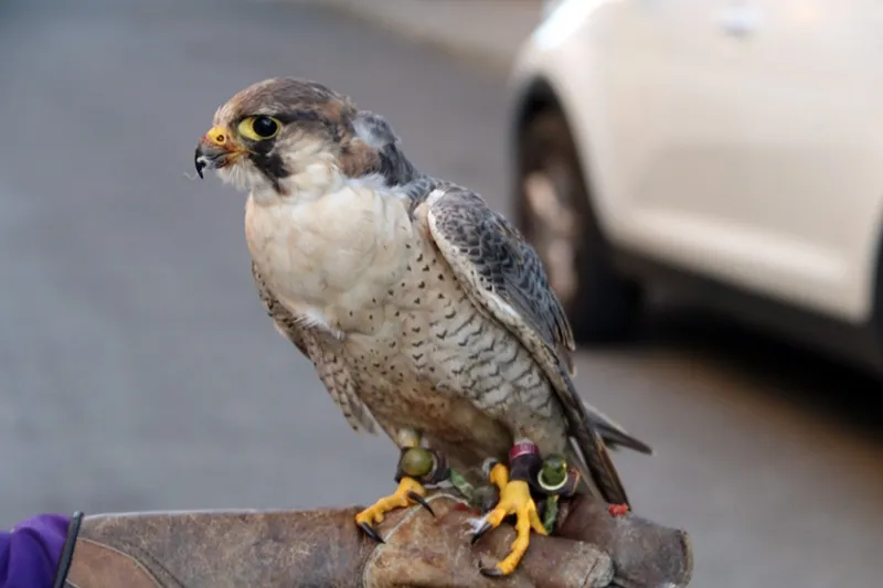 El Ayuntamiento, a través de una empresa especializada, ha iniciado una campaña con rapaces para ahuyentar a los estorninos