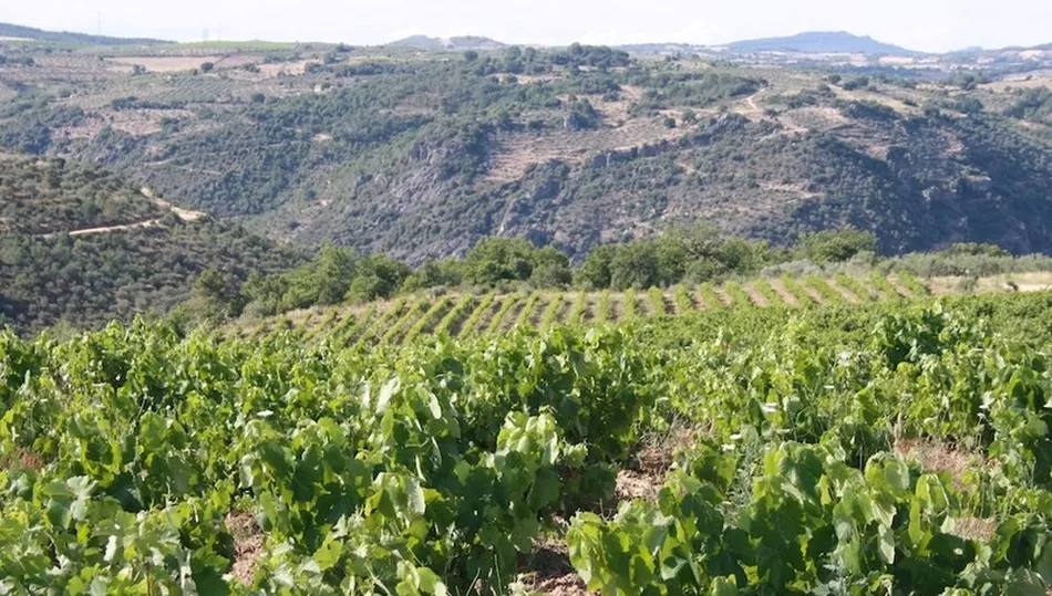 Los viñedos de la DO Arribes se asientan sobre la Reserva de la Biosfera Meseta Ibérica y el Parque Natural Arribes del Duero