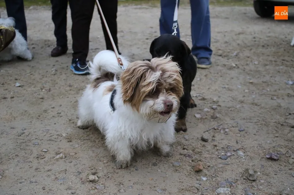 Foto 7 - Bendici&oacute;n de los animales por San Ant&oacute;n