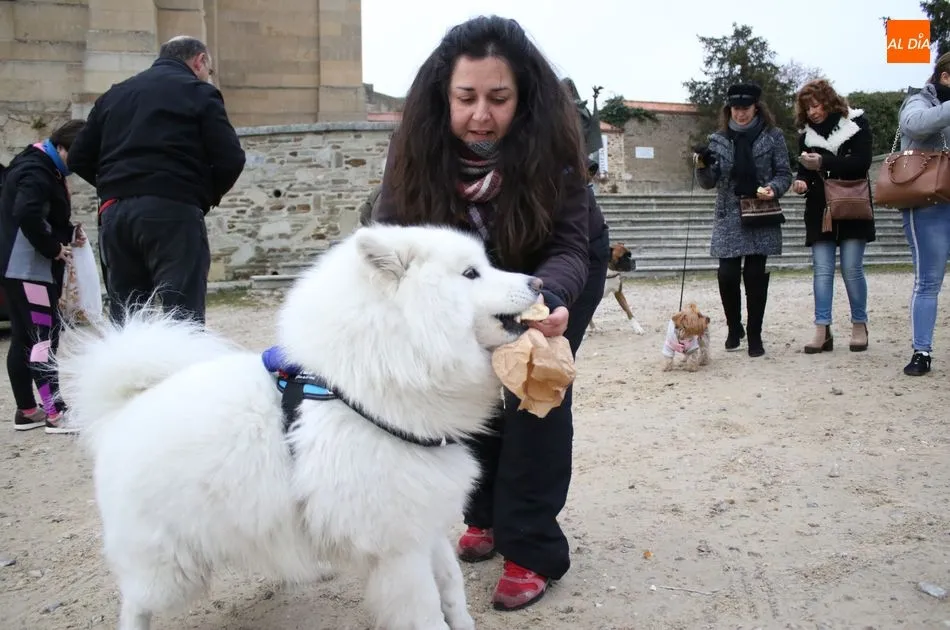 Foto 5 - Bendici&oacute;n de los animales por San Ant&oacute;n