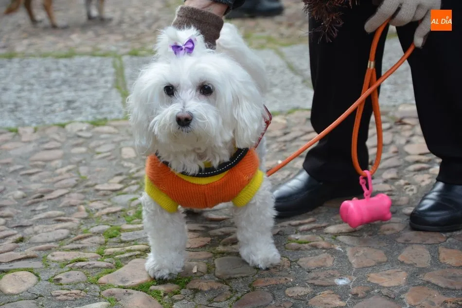 Foto 9 - Salamanca mantiene la tradicional bendici&oacute;n de los animales en el parque San Francisco