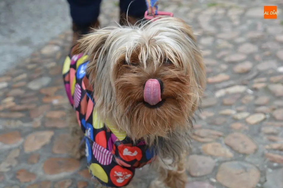 Foto 7 - Salamanca mantiene la tradicional bendici&oacute;n de los animales en el parque San Francisco