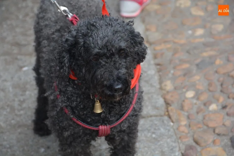 Foto 5 - Salamanca mantiene la tradicional bendici&oacute;n de los animales en el parque San Francisco