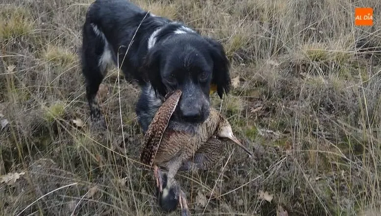 Bretón en el cobro de una becada / FOTO: LUIS FUENTES