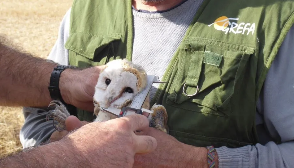 Toma de medidas de una lechuza durante su marcaje con GPS en Castilla y León. Foto: GREFA