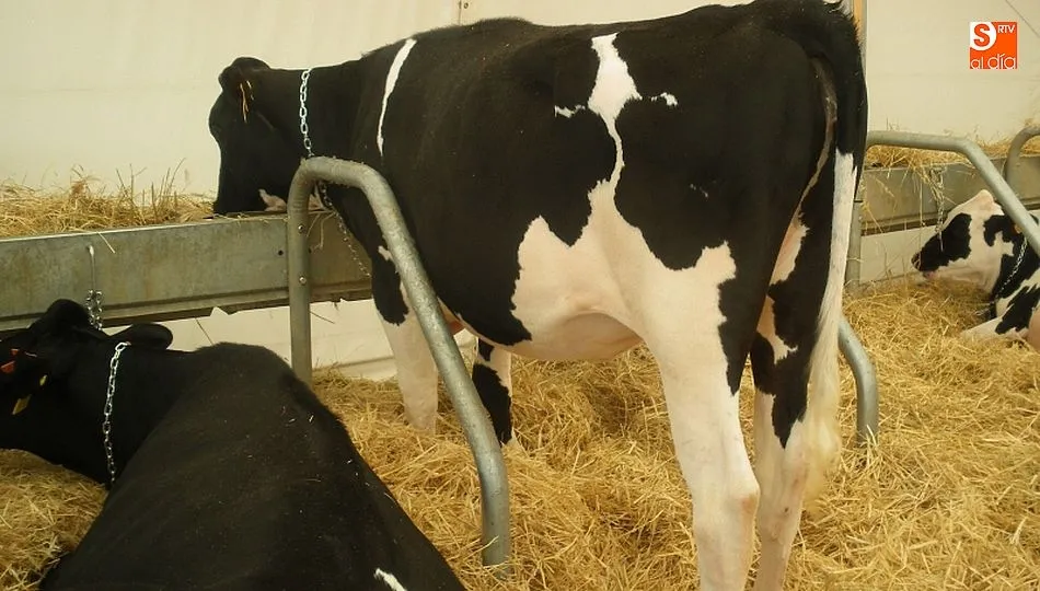 La crisis de precios de la leche de vaca aboca al cierre a centenares de explotaciones cada año