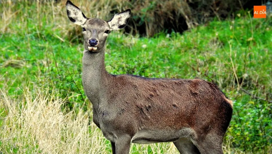 Cierva con sarna. El Bosque de Béjar / FOTOS JESÚS ARANA
