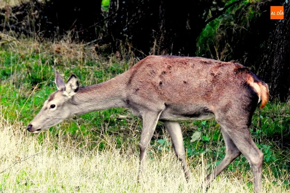 Foto 2 - B&eacute;jar ha perdido el esp&iacute;ritu de El Se&ntilde;or de El Bosque  