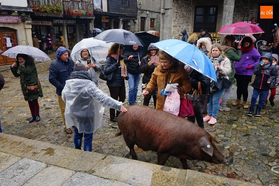 Foto 9 - El marrano de San Ant&oacute;n es para el due&ntilde;o del boleto n&uacute;mero 674