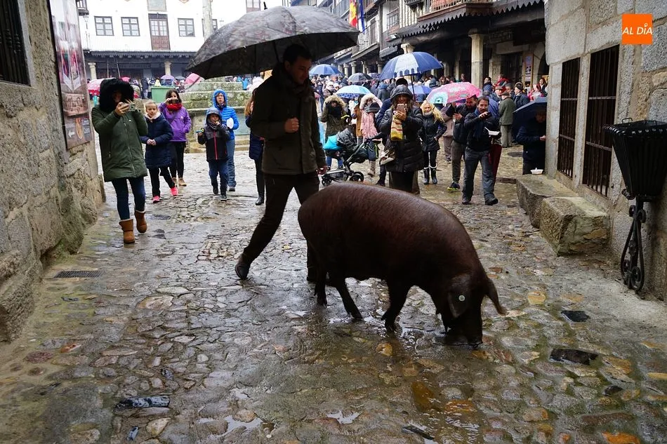 Foto 3 - El marrano de San Ant&oacute;n es para el due&ntilde;o del boleto n&uacute;mero 674