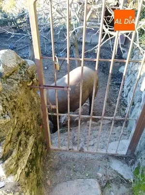 Foto 5 - La rifa del marrano de San Ant&oacute;n recauda casi 700 euros para C&aacute;ritas