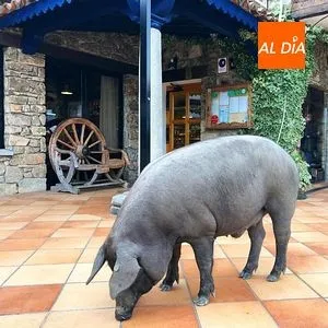 Foto 3 - La rifa del marrano de San Ant&oacute;n recauda casi 700 euros para C&aacute;ritas